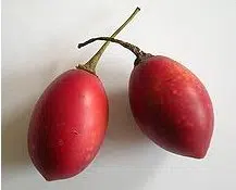 sementes de tamarillo tomate de arvore 2 e1494882564636