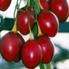 sementes de tamarillo tomate de arvore 6937 e1494882601350