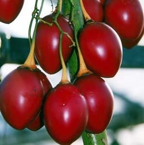 Sementes de Tamarillo (Tomate-de-Árvore)