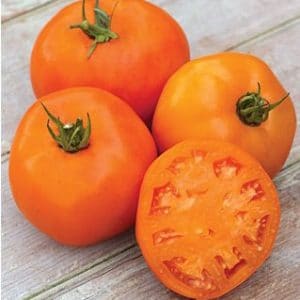 sementes de tomate laranja 1520 e1494939082483