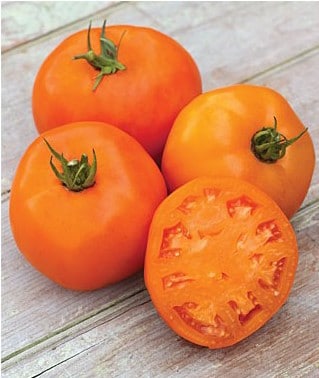 sementes de tomate laranja 1520 e1494939082483