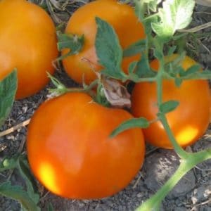 sementes de tomate laranja 2 10 e1494889487217