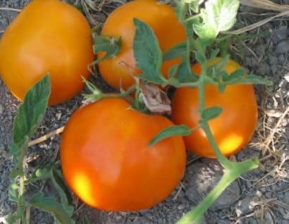 sementes de tomate laranja 2 10 e1494889487217