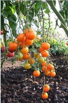 sementes de tomate laranja 2 11 e1494889437544