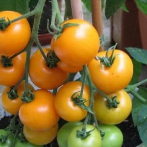 sementes de tomate laranja 2 12 e1494889342441