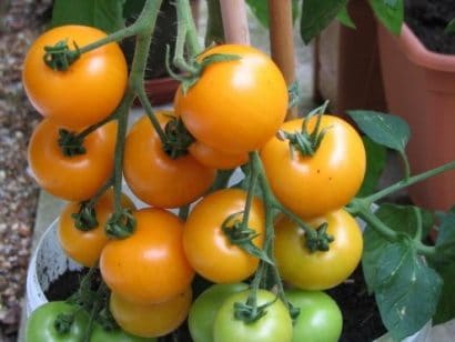 sementes de tomate laranja 2 12 e1494889342441