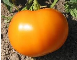 sementes de tomate laranja 2 13 e1494889210716