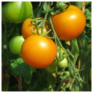 sementes de tomate laranja 2 16