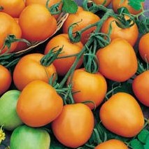 sementes de tomate laranja 2 2 e1494939138794