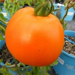 sementes de tomate laranja 2 3 e1494938636638