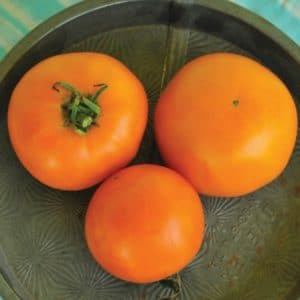 sementes de tomate laranja 2 4 e1494889775879