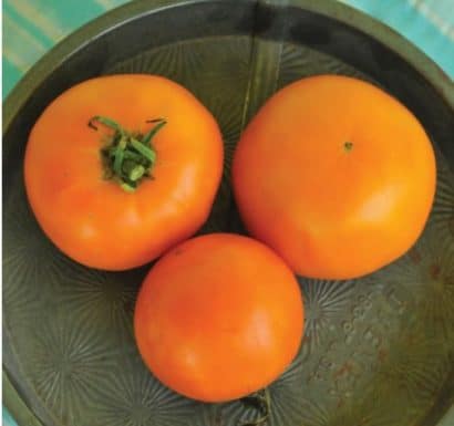 sementes de tomate laranja 2 4 e1494889775879