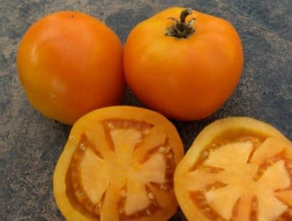 sementes de tomate laranja 2 5 e1494889725281