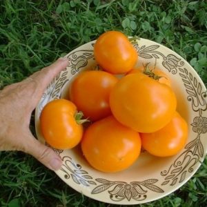 sementes de tomate laranja 2 6 e1494889684646