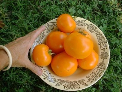 sementes de tomate laranja 2 6 e1494889684646