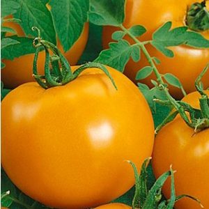 sementes de tomate laranja 2 7 e1494889641256