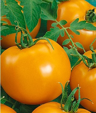 sementes de tomate laranja 2 7 e1494889641256