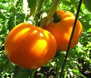 sementes de tomate laranja 2 8 e1494889594439