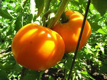 sementes de tomate laranja 2 8 e1494889594439