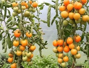 sementes de tomate laranja 2 9 e1494889558872