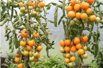 sementes de tomate laranja 2 9 e1494889558872
