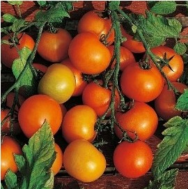 sementes de tomate laranja 2 e1494939160769