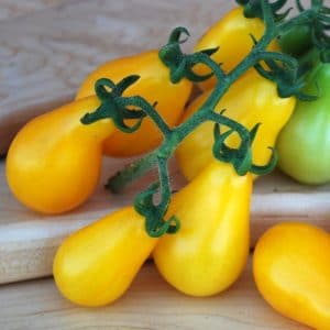 sementes de tomate yellow plum yellow pear 1673