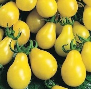 sementes de tomate yellow plum yellow pear 2 10 e1494883085776