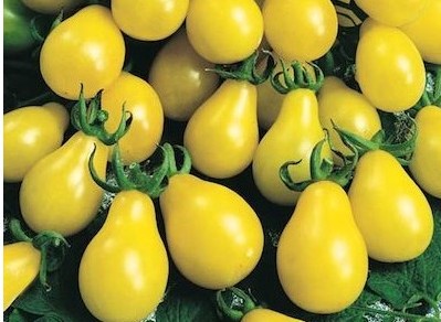 sementes de tomate yellow plum yellow pear 2 10 e1494883085776
