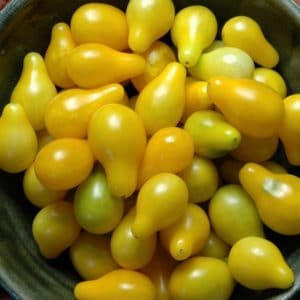 sementes de tomate yellow plum yellow pear 2 12 e1494882973905
