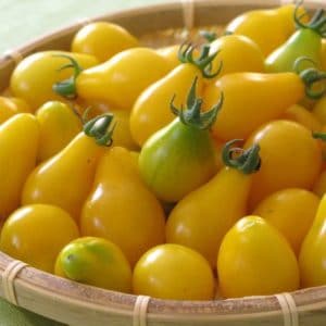 sementes de tomate yellow plum yellow pear 2 13 e1494882925312