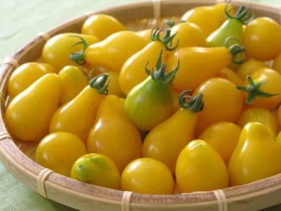 sementes de tomate yellow plum yellow pear 2 13 e1494882925312