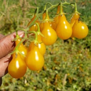 sementes de tomate yellow plum yellow pear 2 14 e1494882884708
