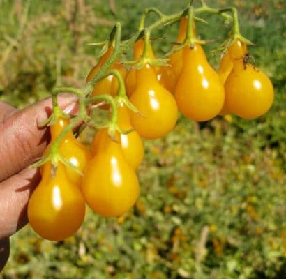 sementes de tomate yellow plum yellow pear 2 14 e1494882884708