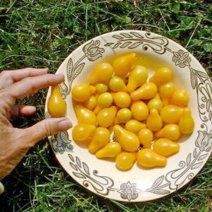 sementes de tomate yellow plum yellow pear 2 15 e1494882805616