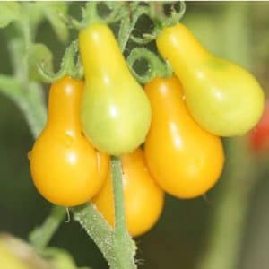 sementes de tomate yellow plum yellow pear 2 16 e1494882768263