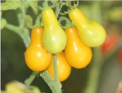 sementes de tomate yellow plum yellow pear 2 16 e1494882768263