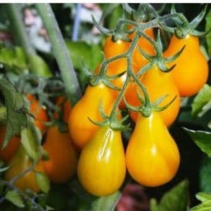 sementes de tomate yellow plum yellow pear 2 18 e1494882654761