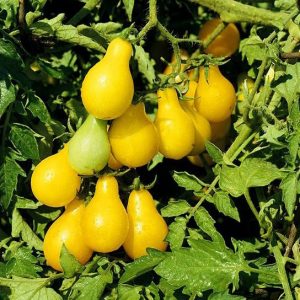 sementes de tomate yellow plum yellow pear 2 2 e1494883530803