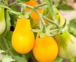 sementes de tomate yellow plum yellow pear 2 3 e1494883384735