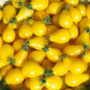 sementes de tomate yellow plum yellow pear 2