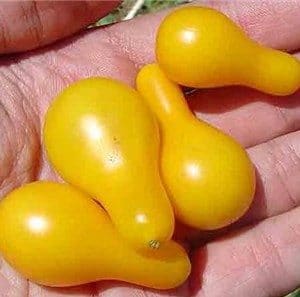 sementes de tomate yellow plum yellow pear 2 4 e1494883358427