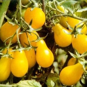 sementes de tomate yellow plum yellow pear 2 5 e1494883299907