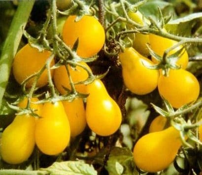 sementes de tomate yellow plum yellow pear 2 5 e1494883299907