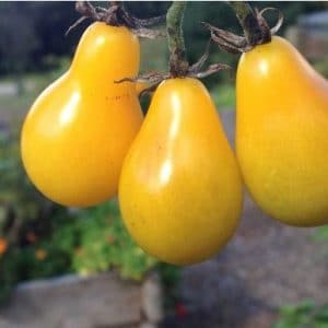 Sementes de Tomate Yellow Plum (Yellow Pear)
