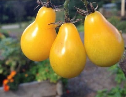 sementes de tomate yellow plum yellow pear 2 6 e1494883263950