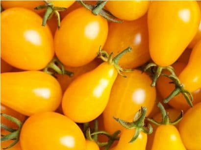 sementes de tomate yellow plum yellow pear 2 9 e1494883111971