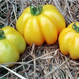 sementes de tomate yellow stuffer 2 10 e1494883951503