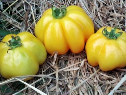 sementes de tomate yellow stuffer 2 10 e1494883951503