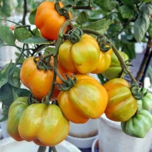 sementes de tomate yellow stuffer 2 14 e1494883782713